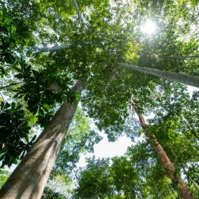 focus forest trees