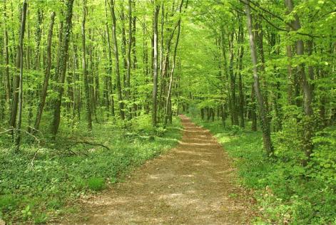 foret