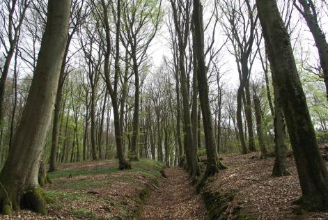 Forêt