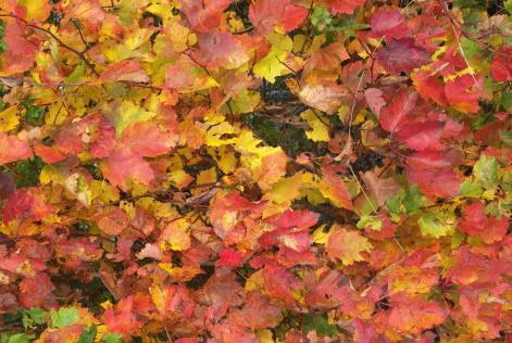 Feuilles