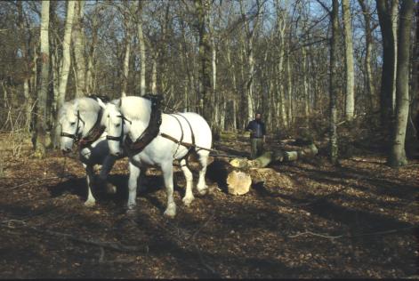 Chevaux
