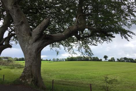 Bam Irland