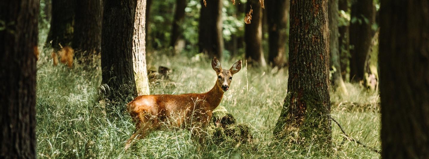 Reh im Wald