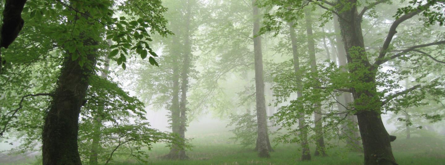 forêt