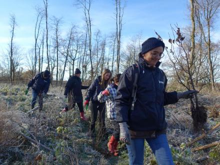 Plantation Kronospan 2