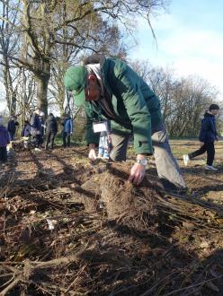 Plantation Kronospan 5