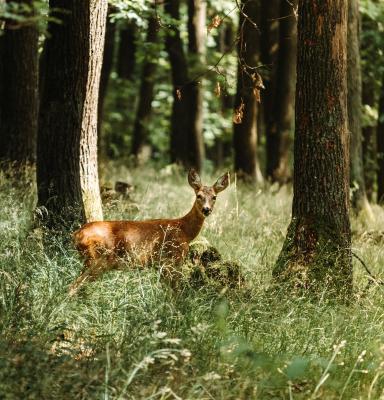 Reh im Wald