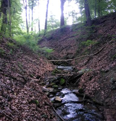 Natura 2000 Birkegriecht 4