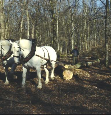 Chevaux